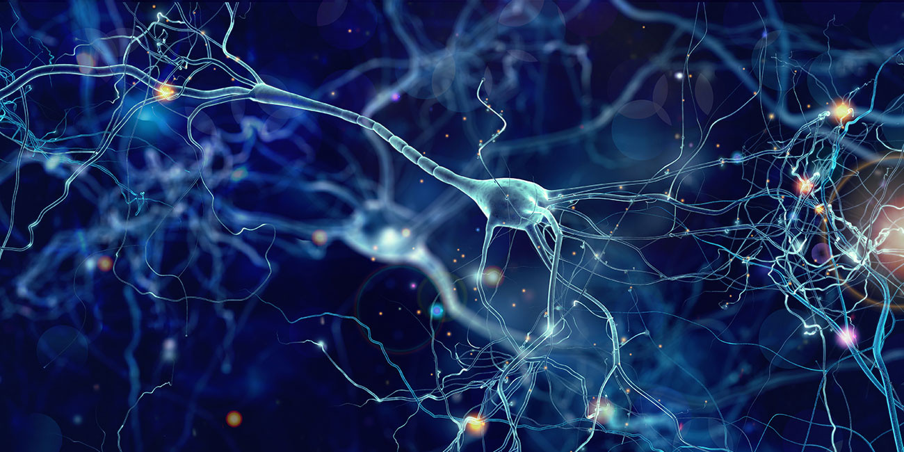 New Insights into Functional Connectivity and Neuronal Activation